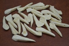 100 SMALL GENUINE WHITE BUFFALO TEETH TOOTH P...