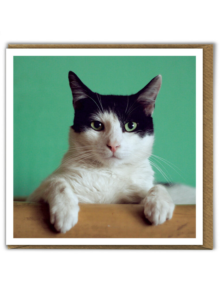 Black and White Cute Cat Card Blank Inside Kitten Portrait Photo Animal Lover