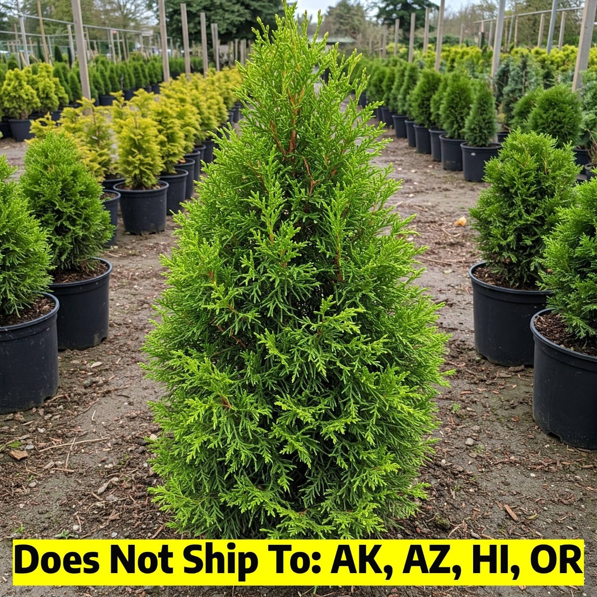 Thuja Green Giant Tree Outdoor Evergreen Potted Live Plant 6-7 Feet Tall  Jumbo | eBay