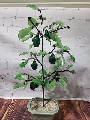 bonsai ficus ginseng düngen Ficus Microcarpa Ginseng S Form - 80cm main image 0