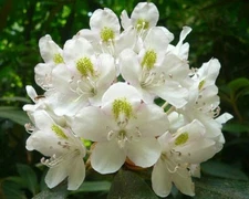 Rhododendron maximum | Rosebay | Great White Laurel | 150_Seeds