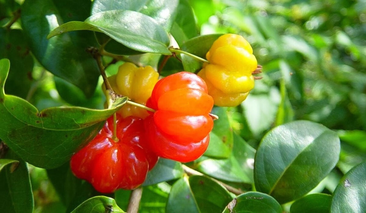 6 Surinam Cherry / Brazilian cherry Live Clippings Grows Into Huge