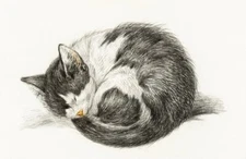 Rolled Up Lying Sleeping Cat 1825, Jean Bernard, Wall Art Print Poster 11" x 14"