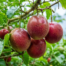 150++ Semillas de fruta de la pasión (Passiflora edulis) var. Frederick Passion Fruit