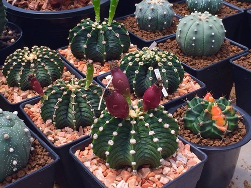 Gymnocalycium friedrichii LB2178  20 SEEDS + PHYTO certificate - Picture 2 of 5