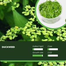 Duckweed Fish Tank Plant Easy Plant Live Water Aquarium Pond