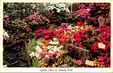 Postcard Azalea Show Lincoln Park Illinois B118
