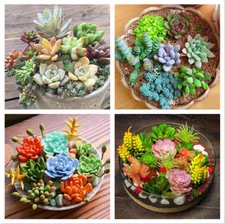 100pcs Mix Rare Succulent Seeds for Planting, DIY Bonsai Ornamental Plant