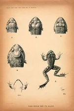 8473.Decoration Poster.Home Room wall interior art design.Toad.Frog drawing