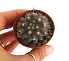 Copiapoa megarhiza var. borealis Est Baranquilla (CILE) FF19 NO CINEREA