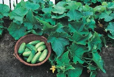 Bush Pickle Cucumber: 25 Seeds