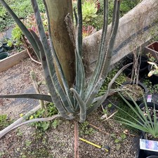 Aloe suzannae, Aloe muy raro/suculento, cactus 14/04/2026