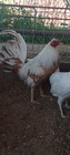 Assortment Of Hatching Eggs 12+ — photo 3