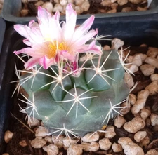 Thelocactus macdowellii x hexaedrophorus Hybrids Each Unique All Pink Flowers