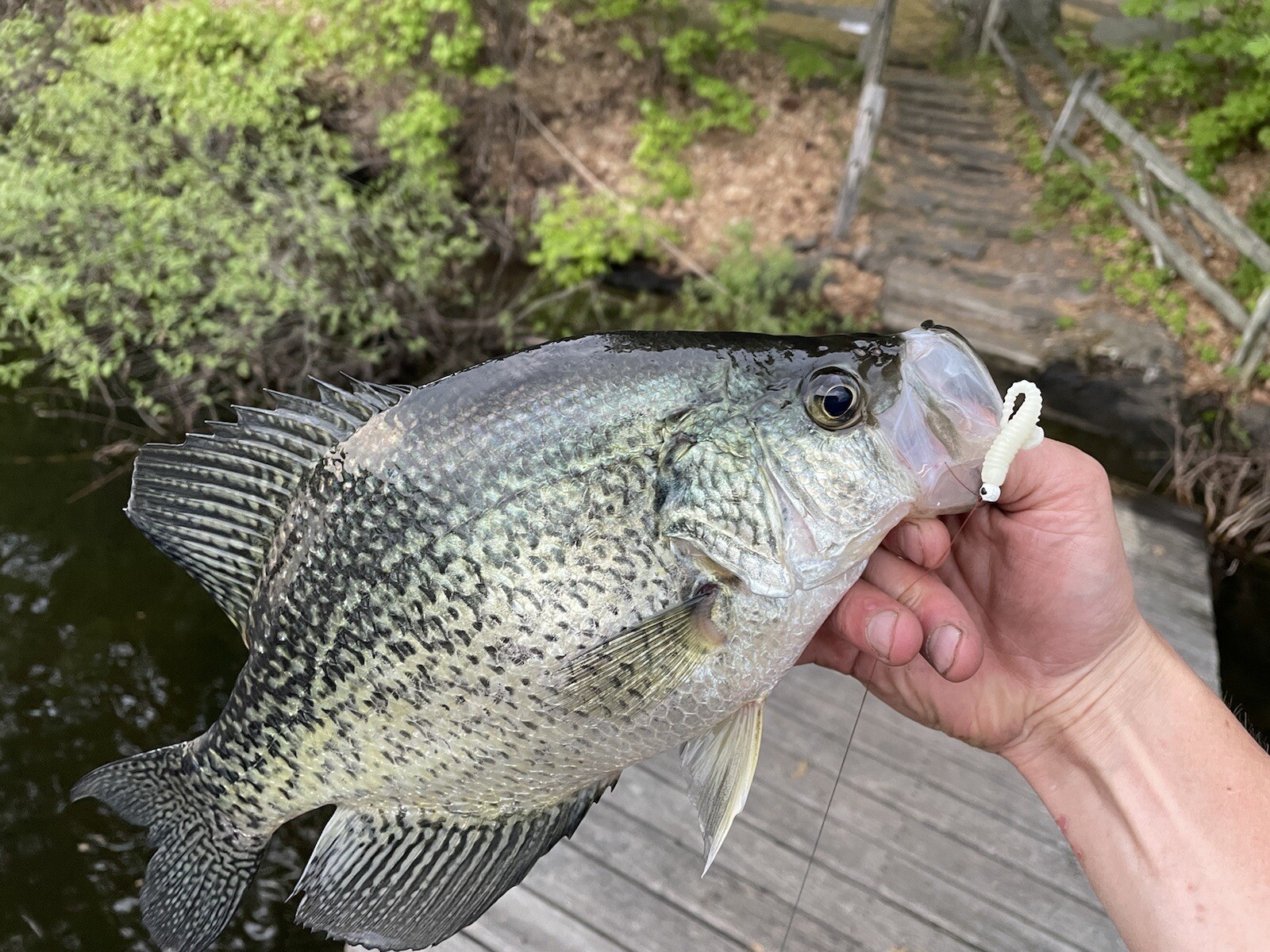 1.5” Paddle Tail Swimbait Soft Plastic Keitech Style Perch Crappie Bluegill  20pk - Conseil scolaire francophone de Terre-Neuve et Labrador