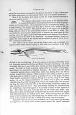 Original Old Antique Print Natural History 1894-95 Skeleton Fin-Whale Cetaceans
