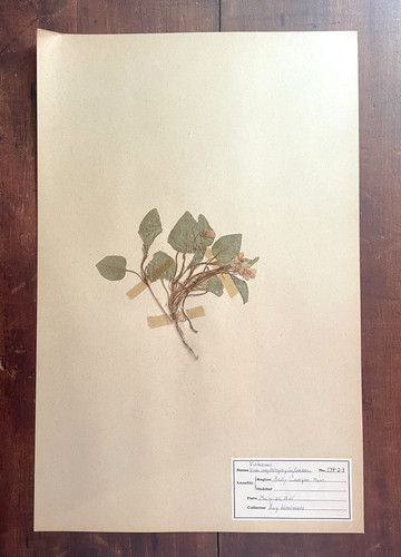 Antique Herbarium Pressed Botanical Specimen, 1930s, Bog Violet 17" x 11"