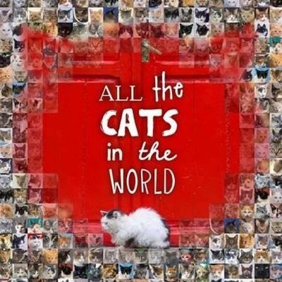 All the Cats in the World by Jesse Hunter 1742707971 FREE Shipping