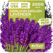 2000 English Lavender Seeds for Planting Outdoor  Indoor Lavandula Angustifoli