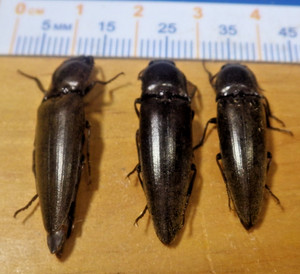 3X Large Click Beetles Orthostethus infuscatus Elateridae Coleoptera SE TX F128