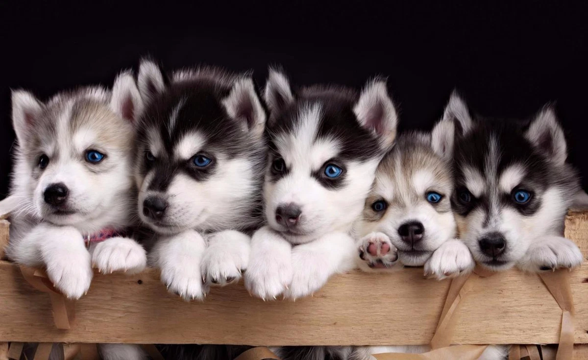 cute white husky puppies wallpaper