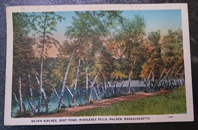 vtg postcard Malden,MA Silver Birches,Spot Pond,Middlesex Fells MA posted