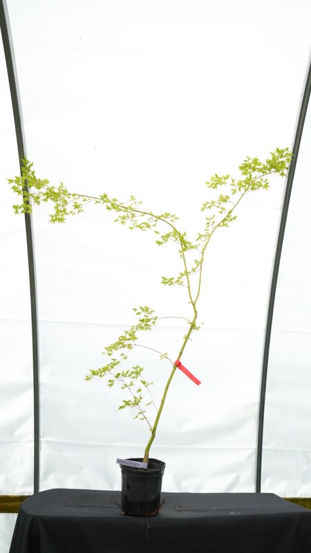Acer palmatum 'Mitsuba yatsubusa' Dwarf Japanese Maple 1 gallon XL