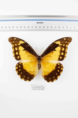 Schmetterling Entomologie, Morpho Rhetenor helena -f- Peru