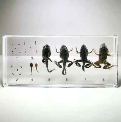 Frog Development, Frog Life Cycle, Hoplobatrachus Rugulosus, Curiosities