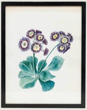 Framed 19th Century Watercolour - Primula Auricula