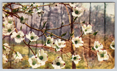 Postcard  Cornus florida Flowering Dogwood