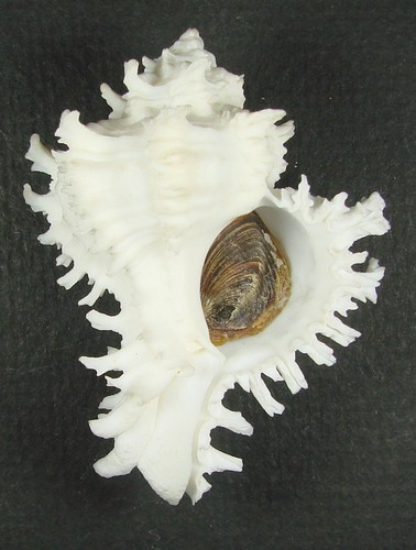 MUREX CICHOREUM 59.11mm BEAUTIFUL ALBINO SPECIMEN Santa Maria, Cebu, Philippines - 第 1/2 張圖片