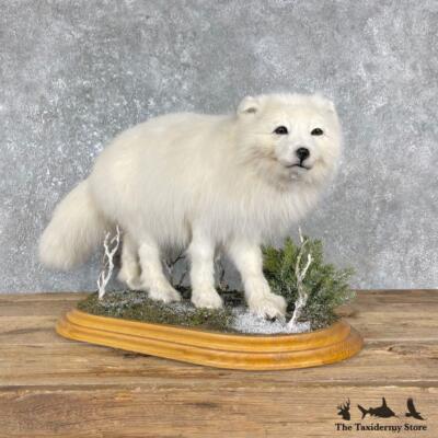 #25561 EL | Arctic Fox Life-Size Taxidermy Mount For Sale