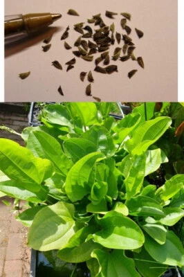 50 REAL Echinodorus cordifolius SEEDS Radican Sword Plant Aquarium Aquatic Pond