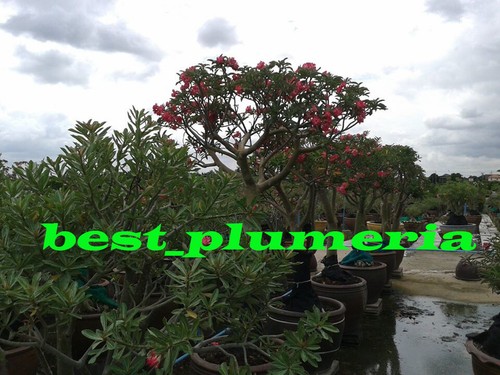 Plumeria Seeds/Flowers/ SweetDream 100 Seeds Rare!! - Picture 3 of 6