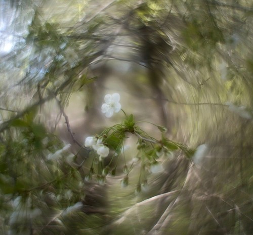 Helios 44M 58mm F/2 Petzval Modification Dreamy Swirly Bokeh artistic lens M42