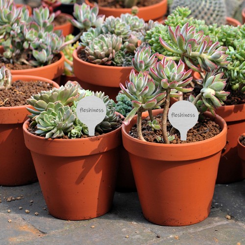 50pz Etichette Rotonde in Metallo per Piante Marcatori Giardinaggio Acciaio Inox Etichette Inserte - Foto 9 di 12