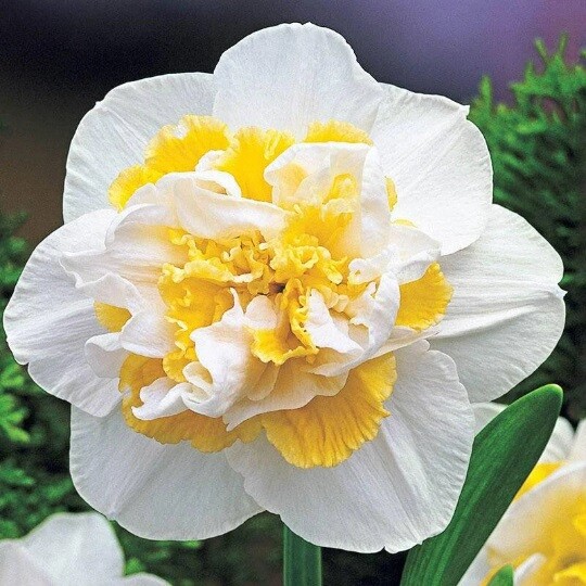 NARCISSUS 'WHITE LION' HARDY FLOWER BULBS FRAGRANT DOUBLE DAFFODILS