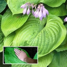 Hosta Sum and Substance 38 plants Plantain lily USDA Zone 3-9 XX