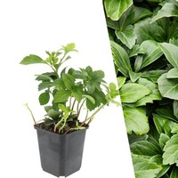 Ysander Pflanzen 48 StüCk - Bodendecker Winterhart - Pachysandra Terminalis