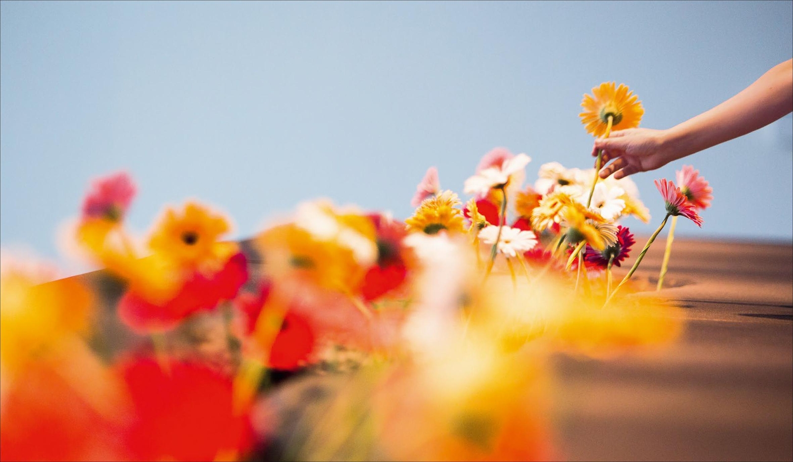 Thumbnail - Flowers Regina Selter