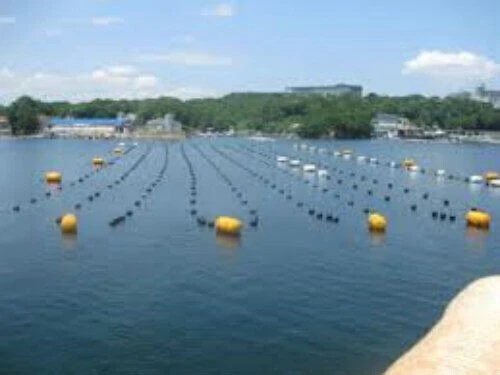 GENUINE NATURAL AAA 10 MM PINK SOUTH SEA BAROQUE PEARL NECKLACE 18" 14K GOLD - Изображение 4 из 4