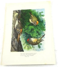 Chromolithograph Kinglet & Creeper 1907 Book Print Antique Free Shipping