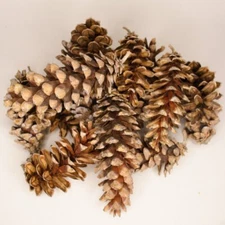 25 Piece Lot Western White Pine Cones (4"- 5" Long)  Sun Dried Open 51789565010