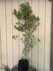 Huge 30”T Japanese Black Pine Tree Pre-Bonsai•Mottled•Fissured Bark•Landscape+🌲 — photo 1