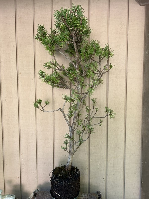Huge 30”T Japanese Black Pine Tree Pre-Bonsai•Mottled•Fissured Bark•Landscape+🌲