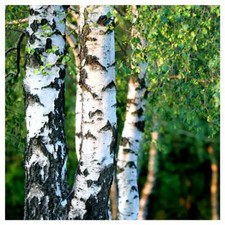 50 Silver Birch Trees 2-3ft,Stunning Winter Colour,Betula Pendula Plants,60-90cm