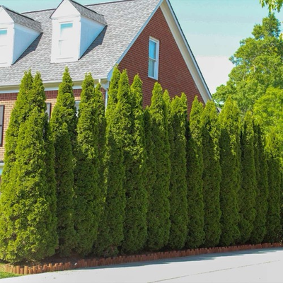 #ad Northern White Cedar Tree 2ft Tall Now Live Ever Green Tree $24.00