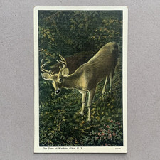 Watkins Glen New York NY Deer State Park Unposted Postcard