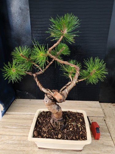 bonsai pino nero h 57 cm visita il negozio - Foto 4 di 8